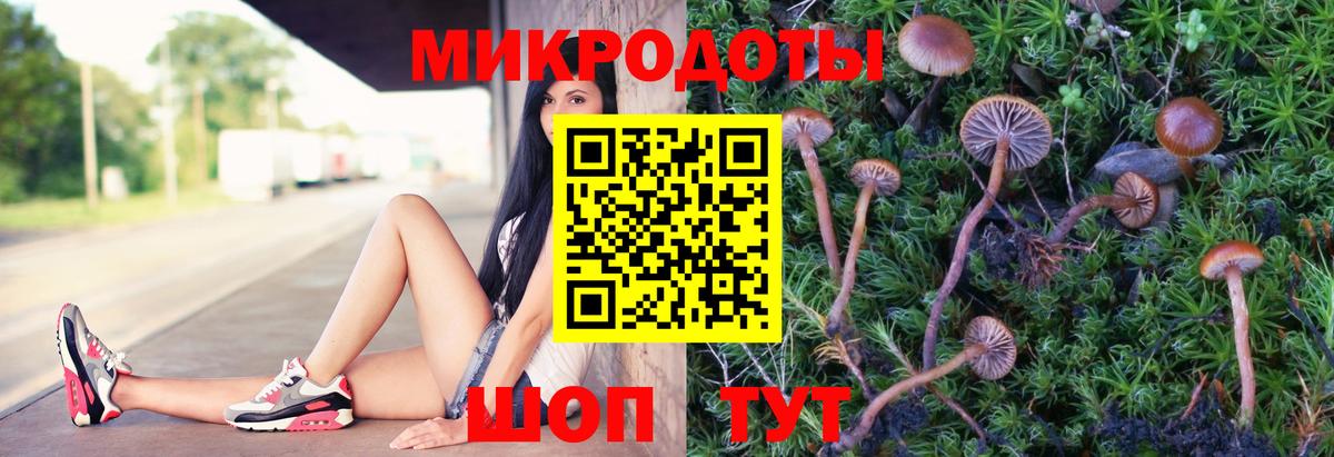 Псилоцибиновые грибы Psilocybine cubensis Ачинск